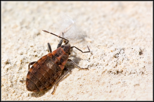 Lygaeidae: Apterola kunckeli di Malta